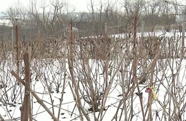 Schimbările radicale de vreme din această perioadă ar putea afecta dramatic producţia de struguri şi pomii fructiferi
