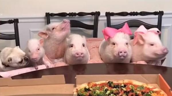 Lecţie de maniere de la cinci purceluşi şi un căţeluş. Cum şi-au aşteptat animăluţele masa (Video)