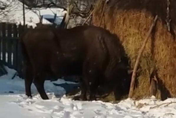 Un zimbru pune pe jar autorităţile din Neamţ. Prefectul a i-a convocat în şedinţă pe Comitetului Judeţean pentru Situaţii de Urgentă