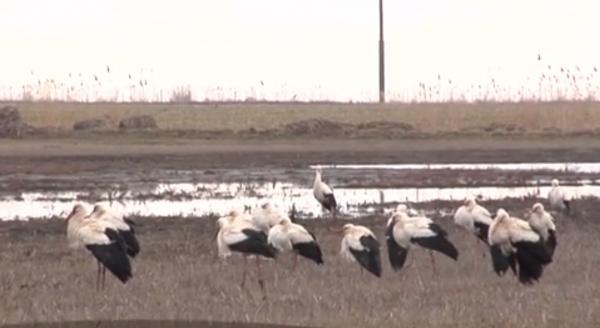 Imagini spectaculoase din Brăila. Sute de berze au invadat câmpurile Bărăganului
