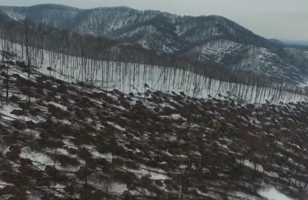 Un fenomen meteo extrem de rar a pus la pus la pământ sute de pomi, în Satu Mare