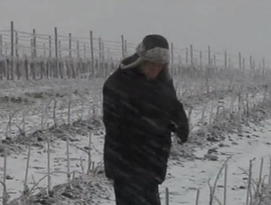 Iarna din martie pune în pericol vinul din toamnă