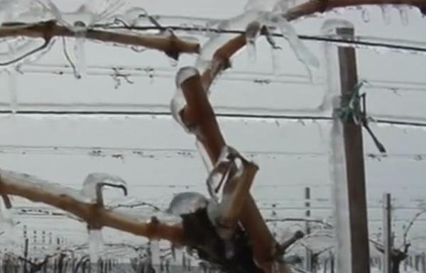 Vinul de la toamnă, pus în pericol de iarna târzie