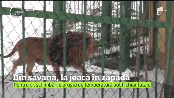 Imagini rare cu lei la joacă prin zăpadă, la grădina zoologică din Galaţi