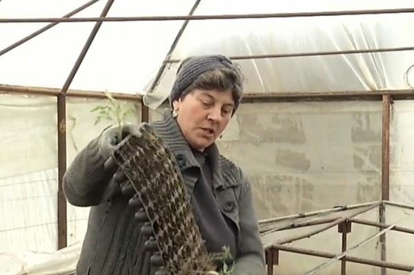 Zăpada şi gerul de la sfârşit de martie înjumătăţesc producţia de legume autohtone