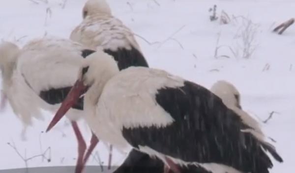 Berzele abia întoarse în România din ţările calde, în pericol să moară de frig şi foame