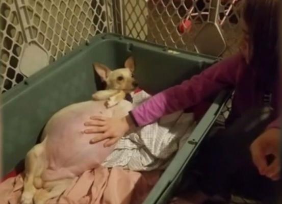 O căţeluşă Chihuahua din Statele Unite merită o medalie de aur pentru merite deosebite ca mamă. A născut 11 pui
