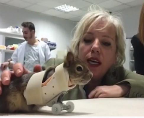 O veveriţă a primit o nouă şansă la viaţă, în Turcia, după ce şi-a pierdut lăbuţele din faţă