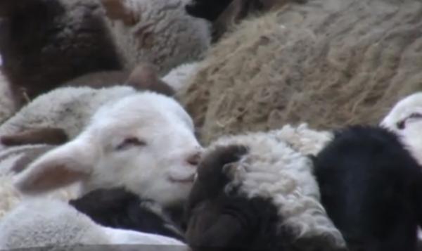 'Primul Miel', vouchere de 100 de lei pentru masa de Paşti. Ce cred românii despre un astfel de program