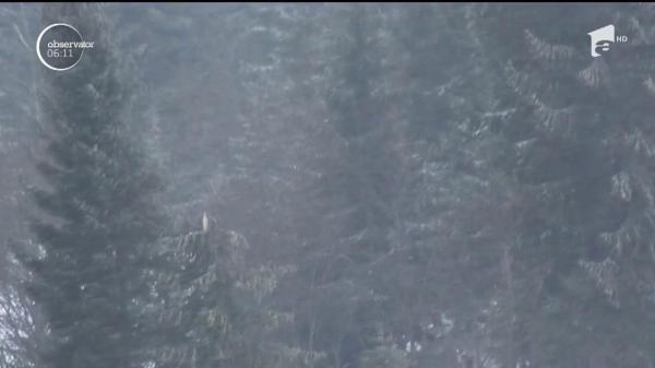 Iarna târzie a umplut internetul de glume despre iepuraşul de Paşti care ar veni pe sanie