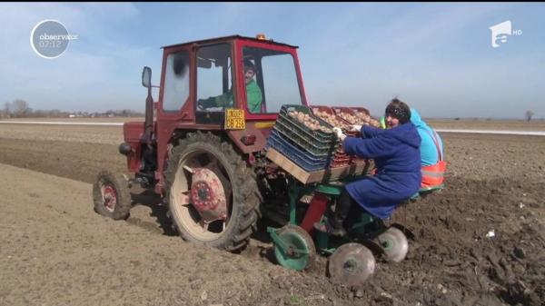 Cartofii noi, întărziați de vreme. Iarna prelungită şi ploile de după au întârziat plantarea