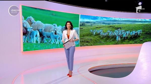 Mielul se vinde mai ieftin la Drobeta Turnu Severin