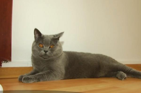 Bona animalelor, salvarea stăpânilor