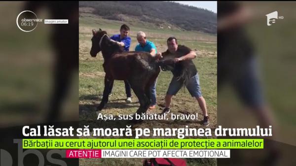 Cal lăsat să moară la marginea unui drum din judeţul Iaşi