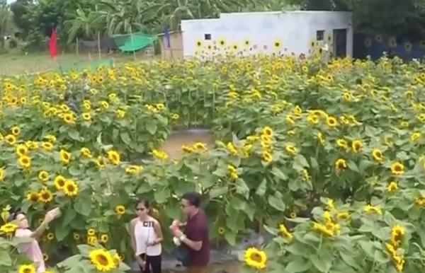 Plantaţie de floarea soarelui, din Filipine, transformată într-un labirint