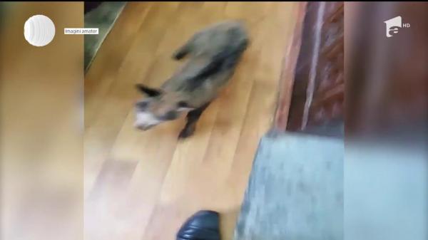 Pui de capră neagră, salvat în ultima clipă dintr-un tunel de tren din Gorj