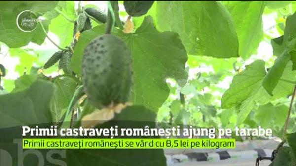 Primii castraveţi româneşti sunt gata să ajungă pe tarabe