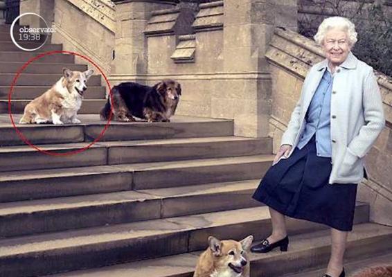 Regina Elisabeta a doua a Marii Britanii a rămas fără unul dintre câini