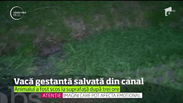 Vacă salvată dintr-un canal de către pompierii din Mureş