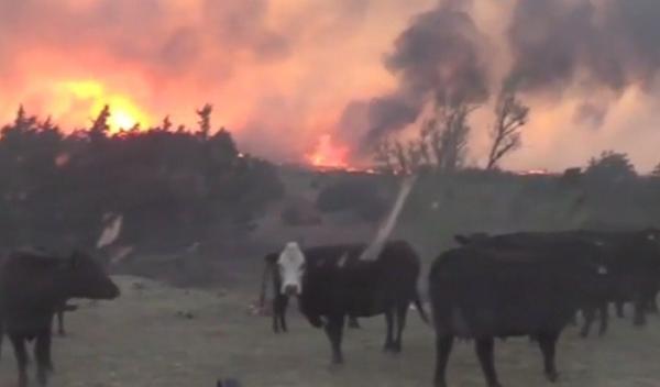 Gest incredibil al unui jurnalist din Oklahoma! A salvat o cireadă de vaci dintr-un incendiu de vegetaţie