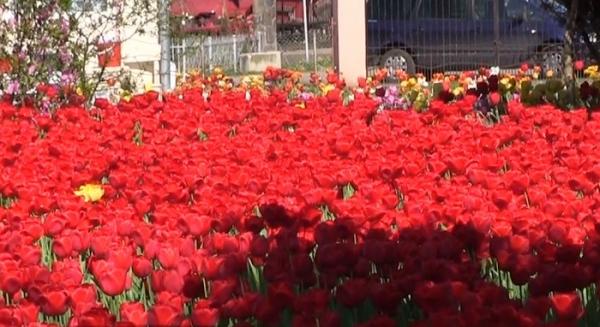 Bunică dintr-un sat din Maramureş a adus Olanda în grădina ei! Cultivă mii de lalele şi nu aşteaptă niciun profit