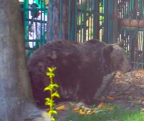 Unicul urs de la grădina zoologică din Piatra Neamţ a fost transferat în rezervaţia de la Zărneşti
