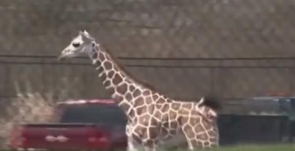 O girafă le-a dat bătăi de cap autorităţilor din statul american Indiana, după ce a evadat de la Zoo