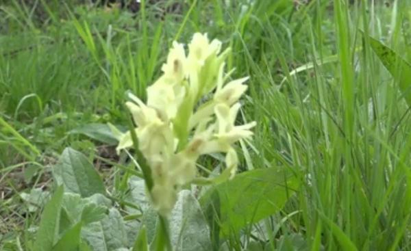 Orhideea, o plantă exotică care s-a adaptat ușor condițiilor meteo din România