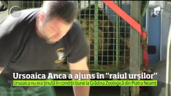 După 24 de ani de captivitate, ursoaica Anca a ajuns în rezervaţia naturală de la Zărneşti