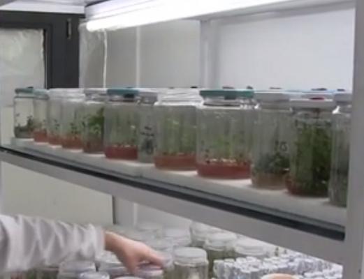 Cercetătorii de la Universitatea din Cluj-Napoca studiază însămânțarea în vitro