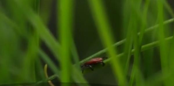 Zeci de oameni muşcaţi de căpuşe în minivacanţa de 1 mai