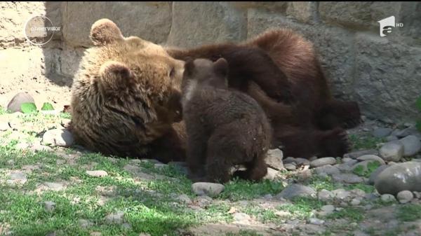 Acuzaţii grave la Grădina Zoologică din Târgu Mureş după mai multe poze care arată că animalele nu sunt îngrijite