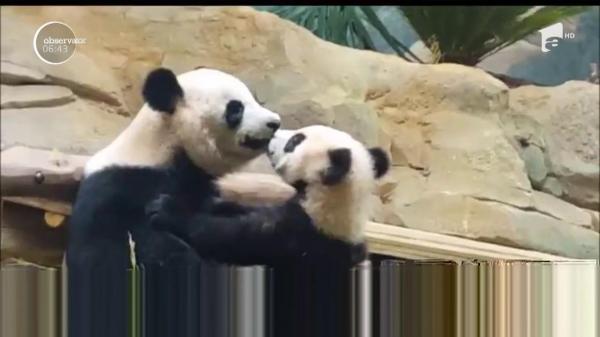 O scenă înduioşătoare a fost surprinsă la un parc zoologic din Franţa