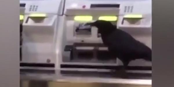 Curios şi, poate, puţin obosit, corbul din imaginile următoare pare hotărât să testeze mijloacele moderne de transport