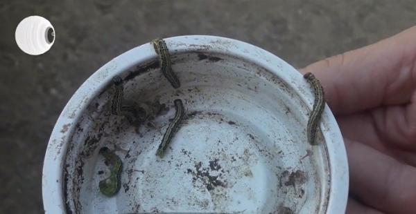 Invazie de omizi în oraşul hunedorean Brad. Pe unde trec, lasă prăpăd în urmă