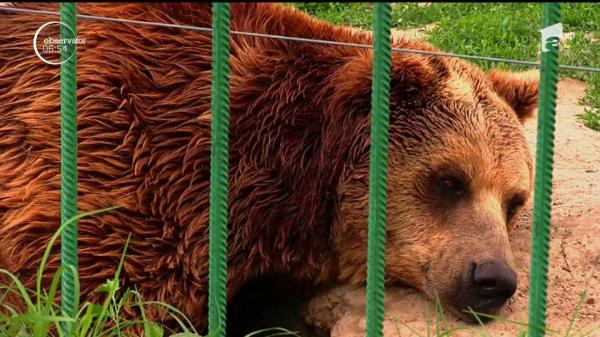 Încă o ursoaică a ajuns în sanctuarul de la Zărneşti