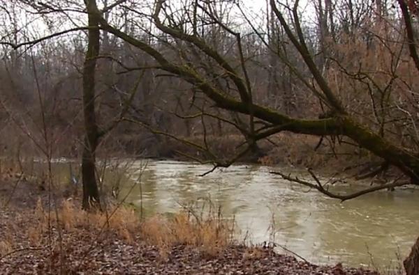 Autorităţile din Bistriţa-Năsăud au decis să defrişeze zece hectare de pădure, ca să facă loc unei gropi de gunoi