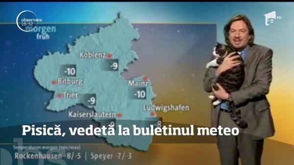 Pisică vedetă după o apariţie surpriză la buletinul meteo a unui post TV din Germania