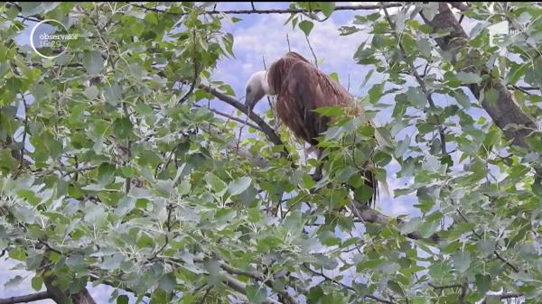 Zeus, singurul vultur pleşuv din România, a fost pus în libertate