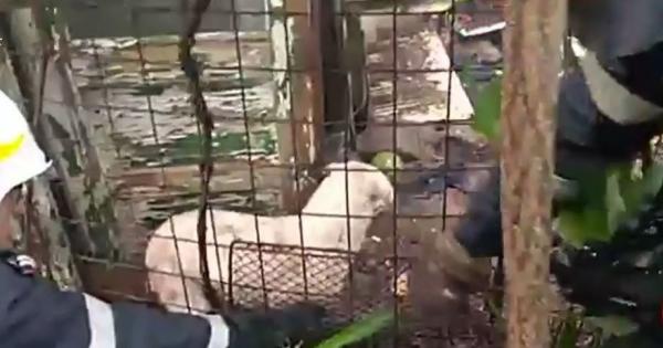 Un căţel blocat în gardul unei locuinţe care ardea, a fost salvat de pompieri