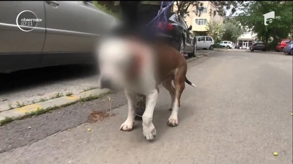 Scandal, după ce un câine de rasă găsit mutilat la o canisă din Constanţa