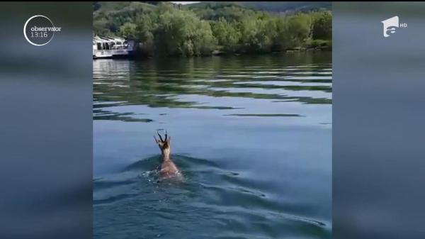 Misiune specială pentru jandarmii argeşeni! Au salvat de la înec o căprioară