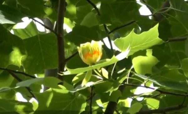 Tulipan, arborele rar din Bistrița cu flori asemănătoare lalelelor