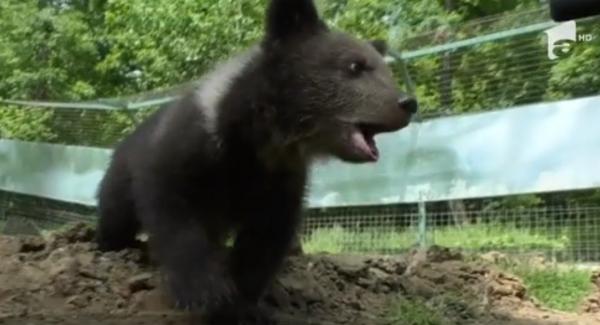 Pui de urs salvat de turişti de la marginea pădurii, nouă viaţă în Rezervaţia Zărneşti