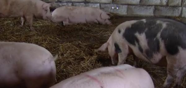 Carne cu antibiotice în magazine. Legea interzice folosirea medicamentelor în creşterea animalelor