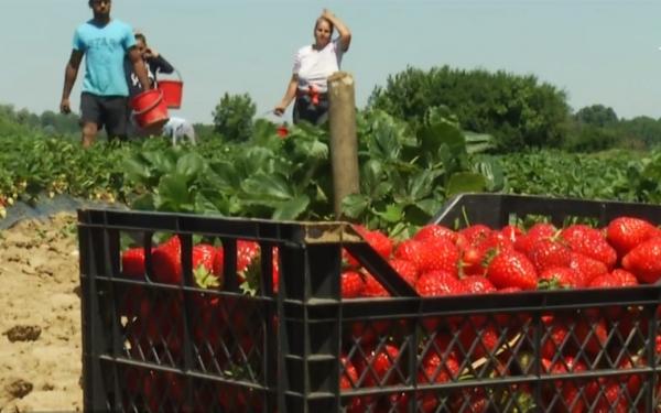 Agricultorii vând căpşunile româneşti cu mai puţin de doi lei, iar în pieţe ajung să coste şi 15 lei (Video)