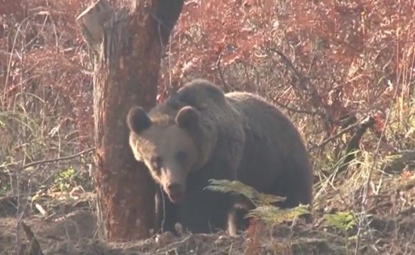 Cazul turistei muşcate de urs în timp ce îşi făcea un selfie reaprinde scandalul împuşcării animalelor