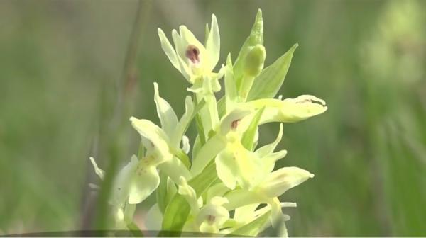 Imagini inedite surprinse în Parcul Naţional Retezat.  Urşi, râşi, capre negre, marmote şi tot felul de alte animale îşi au casa acolo