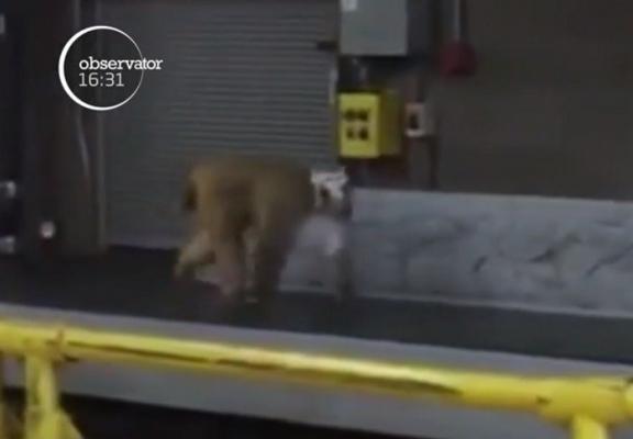 Haos pe aeroportul San Antonio din Texas, provocat de o maimuță