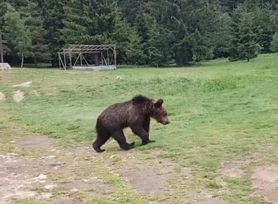 Celebrul ursuleţ Şoni de la Lacul Sfânta Ana nu va fi împuşcat, ci relocat